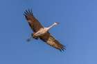 Sandhill crane in flight. Bosque del Apache National Wildlife Refuge, New Mexico Art Print